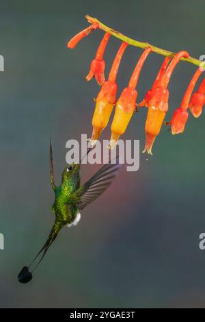 Booted Rackettail Kolibris im Flug auf der Suche nach Wildblumen des Nebelwaldes Ecuadors Stockfoto