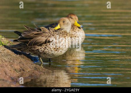 Gelbschnabel-pintail-Enten, die am Rande des Feuchtgebietes präsent sind Stockfoto