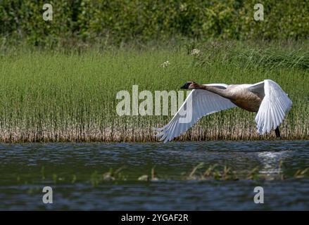 Tundraschwan, der von einem See abhebt. Stockfoto