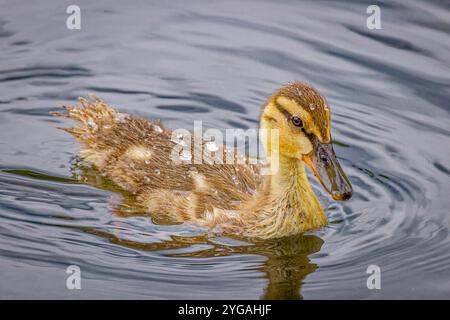 USA, Colorado, Fort Collins. Stockenten-Enten-Entlein im Wasser. Stockfoto