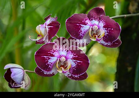 USA, Hilo, Hawaii. Tropical Bioreserve and Garden hat verschiedene Orchideenarten. Stockfoto