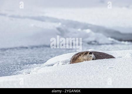 Flussotter im Schnee im Lamar Valley von Yellowstone Stockfoto