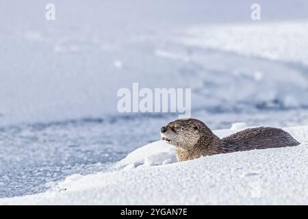 Flussotter im Schnee im Lamar Valley von Yellowstone Stockfoto