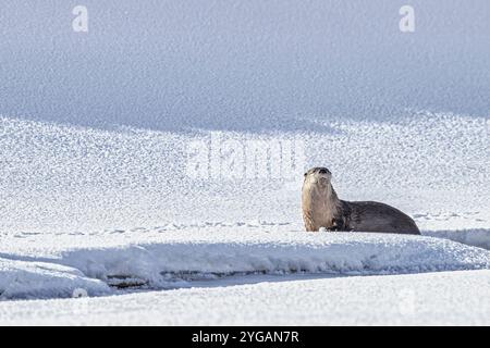 Flussotter im Schnee im Lamar Valley von Yellowstone Stockfoto