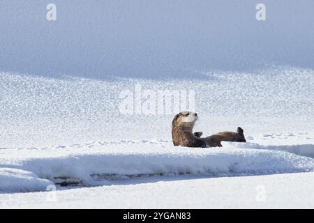 Flussotter im Schnee im Lamar Valley von Yellowstone Stockfoto