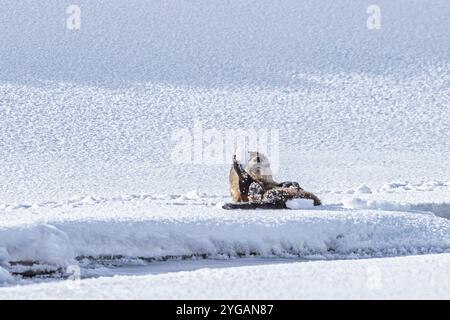 Flussotter im Schnee im Lamar Valley von Yellowstone Stockfoto