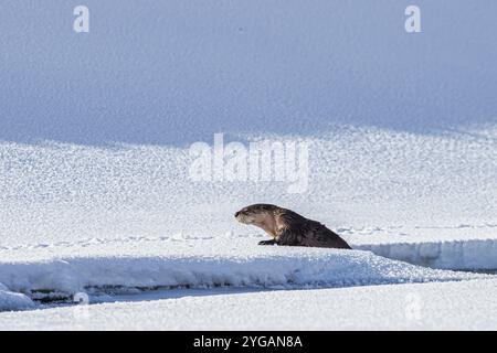 Flussotter im Schnee im Lamar Valley von Yellowstone Stockfoto