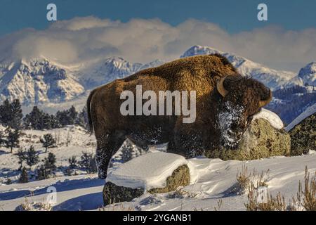 Buffalo im Winter in der Northern Range des Yellowstone National Park Stockfoto