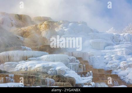 Buffalo im Winter in der Northern Range des Yellowstone National Park Stockfoto