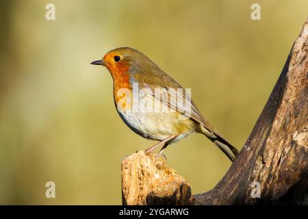 Rotkehlchen Stockfoto