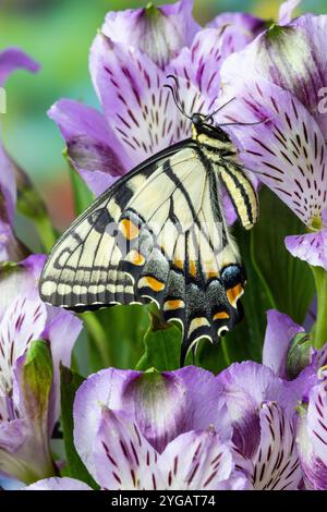 USA, Bundesstaat Washington, Sammamish. Östlicher Tigerschwalbenschwanzbutt auf peruanischer Lilie, Alstroemeria Stockfoto