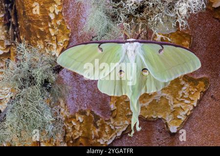 USA, Bundesstaat Washington, Sammamish. Luna Seidenmotte Limettengrün mit langem Schwanz auf Hinterflügeln Stockfoto