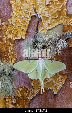 USA, Bundesstaat Washington, Sammamish. Luna Seidenmotte Limettengrün mit langem Schwanz auf Hinterflügeln Stockfoto