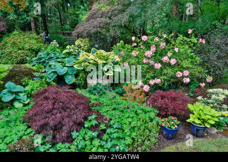 USA, Bundesstaat Washington, Sammamish. Garten im Frühling mit Hosta, japanischem Ahorn, Azalea, Stockfoto