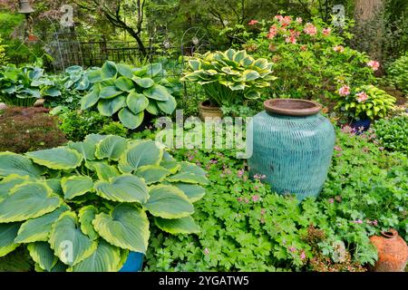 USA, Bundesstaat Washington, Sammamish. Garten im Frühling mit Hosta, japanischem Ahorn, Azalea, Stockfoto