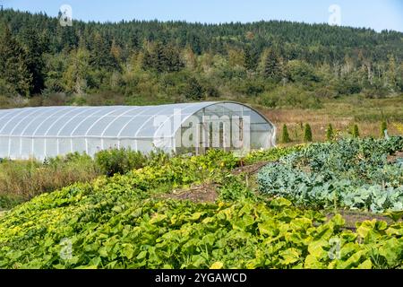 Chimacum, Bundesstaat Washington, USA. Verschiedene Arten von Kürbis- und Kohlgemüse, die auf einem Feld vor einem kommerziellen Gewächshaus wachsen. Stockfoto