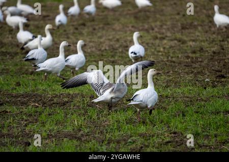 La Conner, Bundesstaat Washington, USA. Eine Schar Schneegänse mit einer Gänse, die mit den Flügeln flattert. Stockfoto