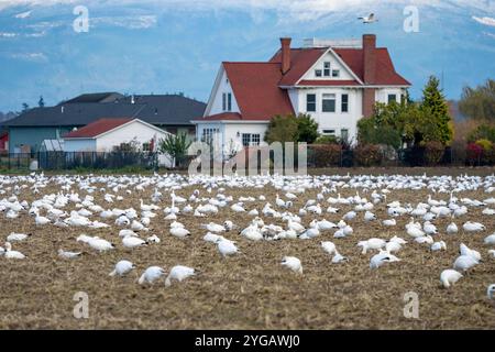 La Conner, Bundesstaat Washington, USA. Eine Schar Schneegänse mit Häusern im Hintergrund und einem blauen Himmel. (Nur Für Redaktionelle Zwecke) Stockfoto