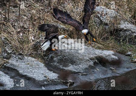 Weißkopfseeadler während des Salmon Run am Nooksack River im Bundesstaat Washington. Stockfoto