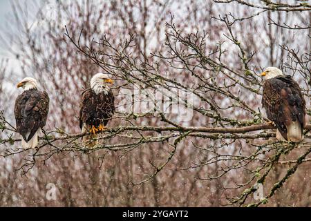 Weißkopfseeadler während des Salmon Run am Nooksack River im Bundesstaat Washington. Stockfoto