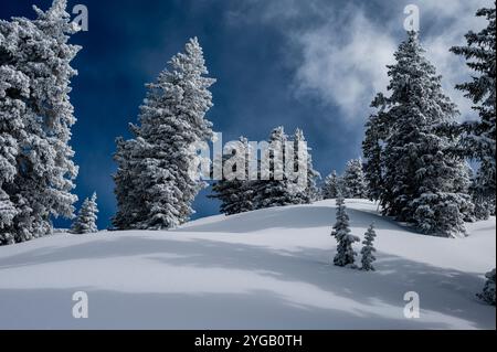 USA, Wyoming. Landschaft mit subalpinen Tannen und Neuschnee Stockfoto