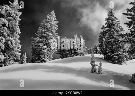 USA, Wyoming. Landschaft mit subalpinen Tannen und Neuschnee Stockfoto