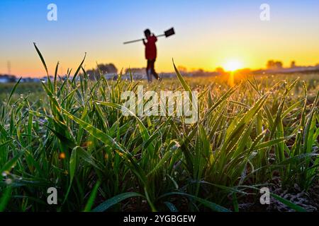Peking, Chinas Provinz Shandong. November 2024. Ein Bauer spaziert am 6. November 2024 in einem Weizenfeld im Dorf Dongxing der Stadt Qingzhou, ostchinesischer Provinz Shandong. Quelle: Wang Jilin/Xinhua/Alamy Live News Stockfoto