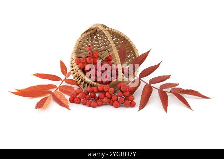 An autumn-themed image featuring a wicker basket overflowing with vivid red rowan berries, accompanied by vibrant red leaves on a white background, sy Stockfoto