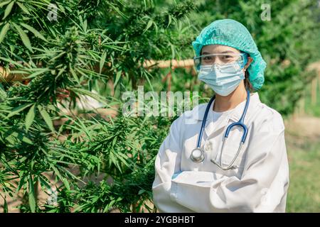 Wissenschaft Doktor oder Forscher stehend in Sativa Cannabis indica Pflanze Farm Forschung Hanf für medizinische Verwendung im Krankenhauskonzept. Stockfoto