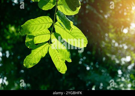 Morning Green Plant Blattchlorophyll Photosynthese. Baum frische üppige Natur, hinterlässt Eco Green Environment natürlichen Hintergrund. Stockfoto