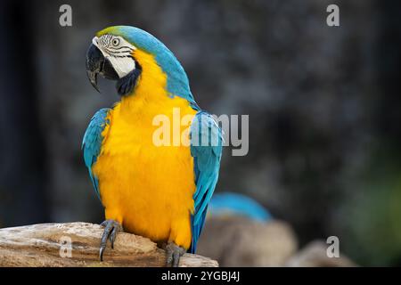 Glücklicher Vogel, Ara Papageienvogel Lächeln Fang auf Holzbaumzweig buntes tropisches Tier im Zoo. Stockfoto