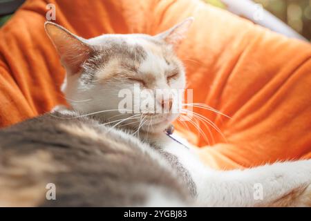 Niedliche, fette Katze schläft morgens auf dem weichen Sessel, fauler Haustiertag Stockfoto