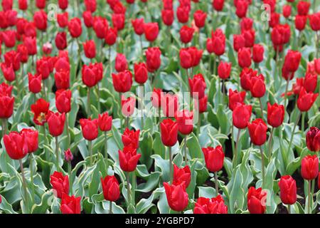 Leuchtend rote Tulpen in einem Frühlingsgarten Stockfoto