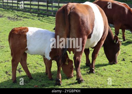 Braune Galloway Kuh und Kalb mit Gürtel auf einer Wiese Stockfoto