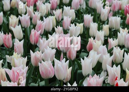 Nahaufnahme von blassrosa und weißen Tulpen Stockfoto