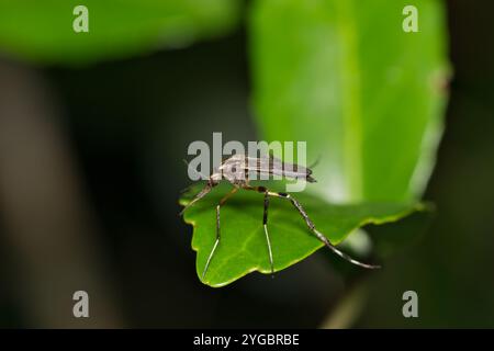 Mücke Psorophora howardii Insektenart West Nil Virus Ross River Fieber Zika Malaria. Stockfoto