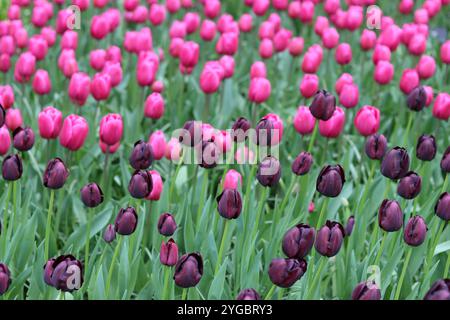 Pinkfarbene und violette Tulpen in einem Frühlingsgarten Stockfoto