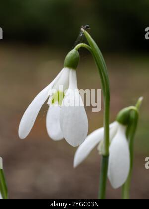 Galanthus reginae-olgae - Queen Olga's Schneeglöckchen Stockfoto