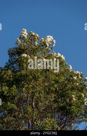 Der Gipfel des australischen Eukalyptus pauciflora, Schneegummi, kleiner Schneemann, bedeckt mit weißen Blütenbündchen am blauen Himmel. Regenwaldbaum, Queensland Stockfoto