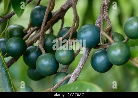 Gruppe reifender sphärischer Früchte des australischen Blue Quandong, Elaeocarpus angustifolius, die grün zu blau werden. Regenwaldbaum, Queensland, Frühling. Stockfoto