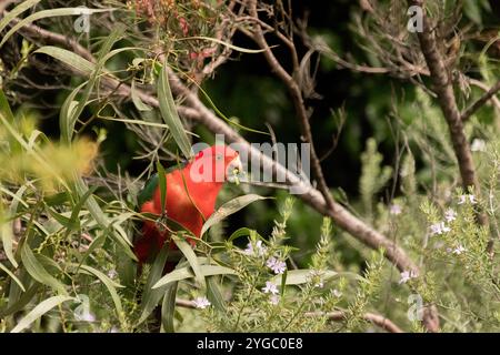 Ausgewachsener australischer King Parrot, Alisterus scapularis, auf einem Zweig, der kleine Fliederblüten von Westringia fruticosa im Queensland-Garten isst. Stockfoto