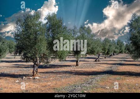 Madrider Olivenhain Quelle von nativem Olivenöl extra Stockfoto