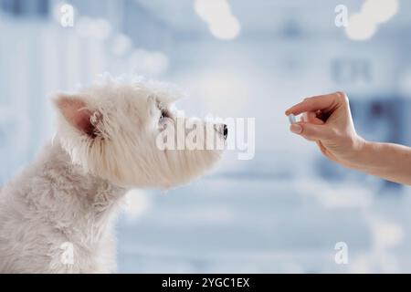 Tierarzt, der Weißen Hund Pille gibt Nahaufnahme in der Tierklinik, Behandlung und Prävention von Hunden Stockfoto