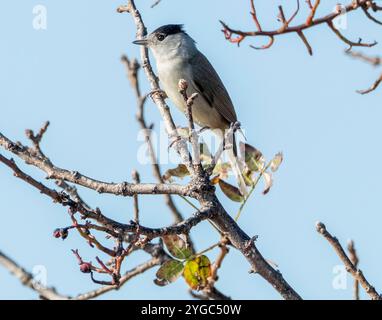 Männliche Schwarzmütze (Sylvia atricapilla) auf einem Ast, Paphos, Zypern. Stockfoto