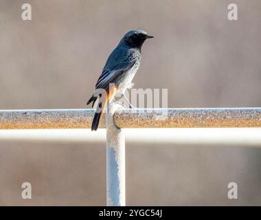 Black Redstart, männlich (Phoenicurus ochruros), Paphos, Zypern Stockfoto