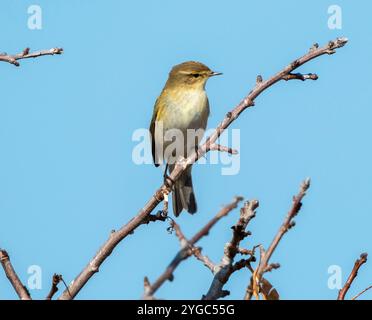 Der Gemeine Chiffchaff (Phylloscopus collybita) thronte auf einem Zweig, Paphos, Zypern. Stockfoto