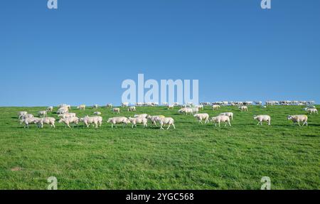 Schafherde auf dem Heimweg, Halbinsel Eiderstedt, Nordfriesland, Nordsee, Schleswig Holstein, Deutschland Stockfoto