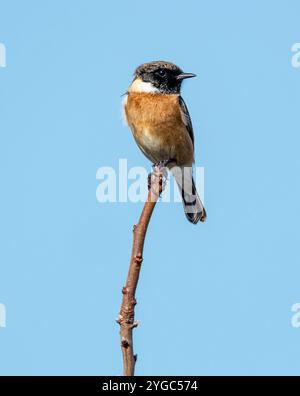 Männlicher Europäischer Stonechat (Saxicola rubicola) Paphos, Zypern Stockfoto