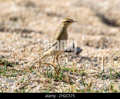 Tawny Pipit, Anthus campestris, an der felsigen Küste, Paphos, Zypern. Stockfoto