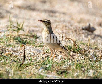 Tawny Pipit, Anthus campestris, an der felsigen Küste, Paphos, Zypern. Stockfoto